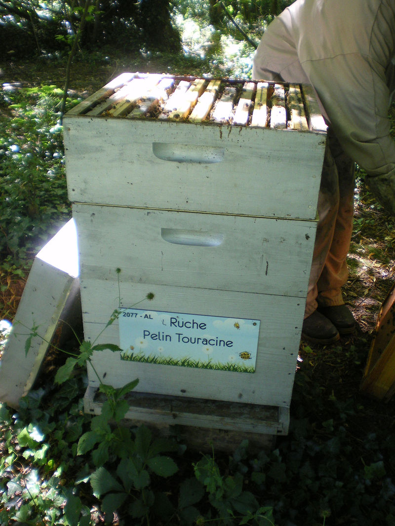 La ruche Pelin Touracine